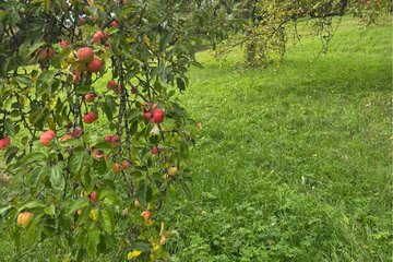 Image de la pétition Aichtal muss seine Streuobstwiesen schützen – statt sie kaputtzusparen