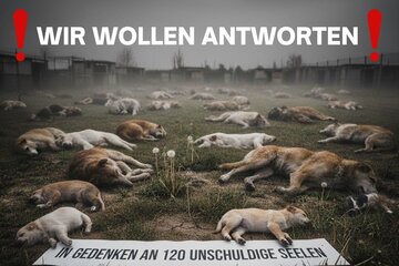 Bild der Petition Aufklärung und Konsequenzen nach der Euthanasie von 120 Hunden im Kanton Solothurn (Schweiz)
