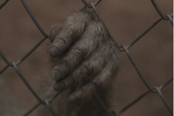 Obraz petycji Change the law on zoos in Malta