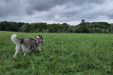 Obraz petycji Des parcs canins pour nos chiens !