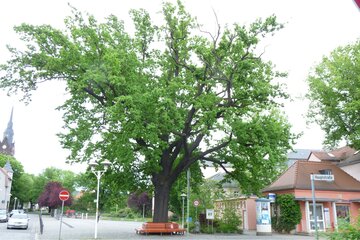 Image de la pétition Die Wettin-Eiche in Coswig stirbt!