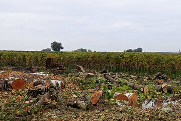 Imagen de la petición Erhalt der alten Bäume und der Graswege Ortsgemeinde Flemlingen