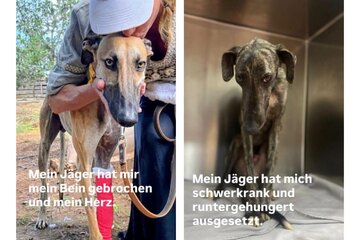 Obraz petycji Europa darf nicht wegsehen ‒ Gleiches Recht für alle Hunde!