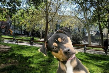 Obraz petycji Hundezone im Alois-Drasche-Park in Wien/Wieden