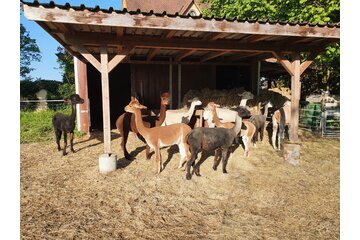 Obraz petycji Ja zu den Lamas und Alpakas auf der Gsteigmatte Burgdorf!