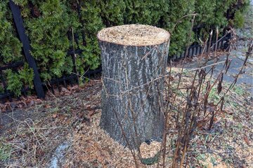 Image de la pétition Jeder Baum zählt – für die Landstadt Gatow!