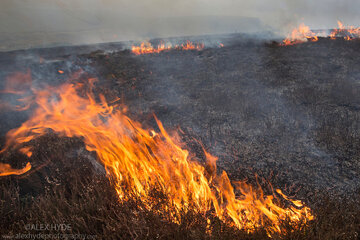 Immagine della petizione Law on Gorse Burning in Ireland