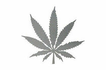 Bild zur Petition mit dem Thema: Legalisierung des Konsum, Anbau, Besitzes und Verkauf von Cannabis mit erhöhtem THC-Gehalt (Verkleinerte Ansicht)
