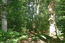 Bild zur Petition mit dem Thema: Massiver Holzschlag im Bärletwald Brügg geplant (Verkleinerte Ansicht)