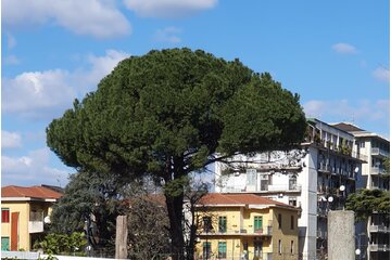 Immagine della petizione #NoceraSoffoca. Salviamo il pino