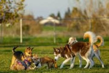 Imagen de la petición Parco cani Lugano