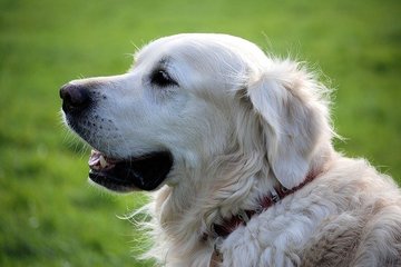 Image de la pétition Parco Per Cani Aperto 24h Su 24