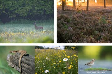 Image de la pétition Red het Drongengoed: Geen militaire kazerne in beschermd natuurgebied!