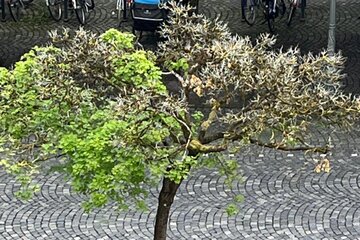 Bild der Petition Rettet die Bäume in der Altstadt – Augsburg braucht sein Grün!