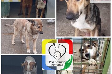 Slika peticije Stop The Euthanasia Of The Motru Dogs