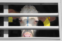 Bild zur Petition mit dem Thema: Stoppt die Lebendtiertransporte (Verkleinerte Ansicht)