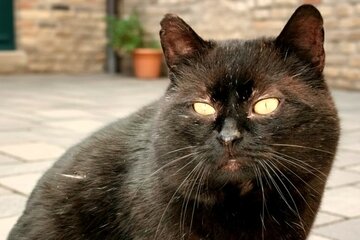 Bilde av begjæringen Verpflichtende Teilnahme aller niederösterreichischen Gemeinden am Katzenkastrationsprojekt