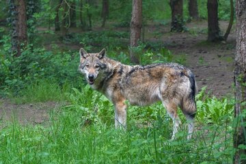 Obraz petycji Wuff statt Peng! Schützt den Wolf