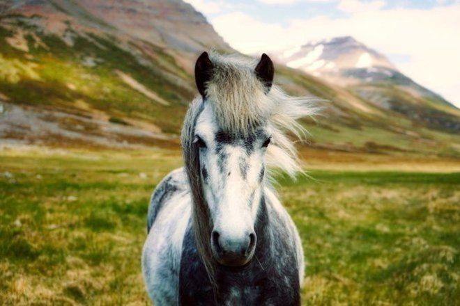 Islandpferde : Islandpferd / Wir züchten mit leidenschaft und herz islandpferde.